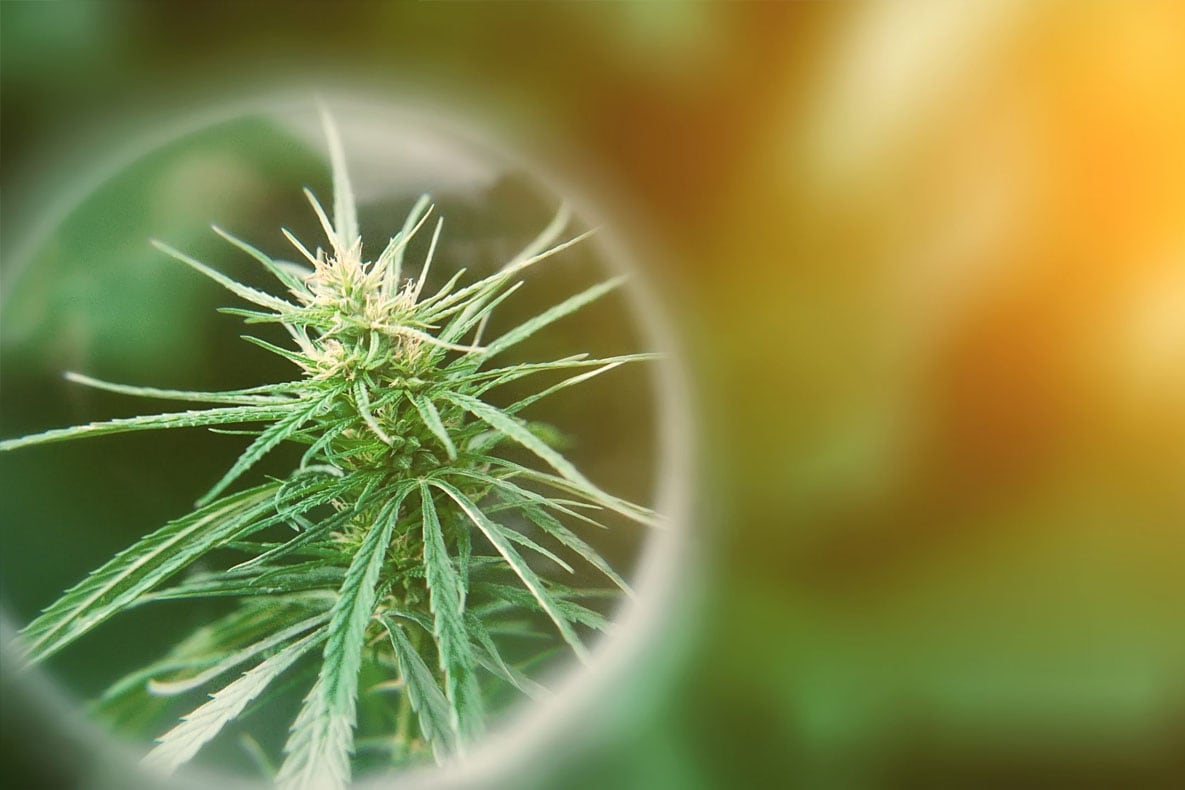 What We Know About Marijuana | Featured Topics | Marijuana and Public Health