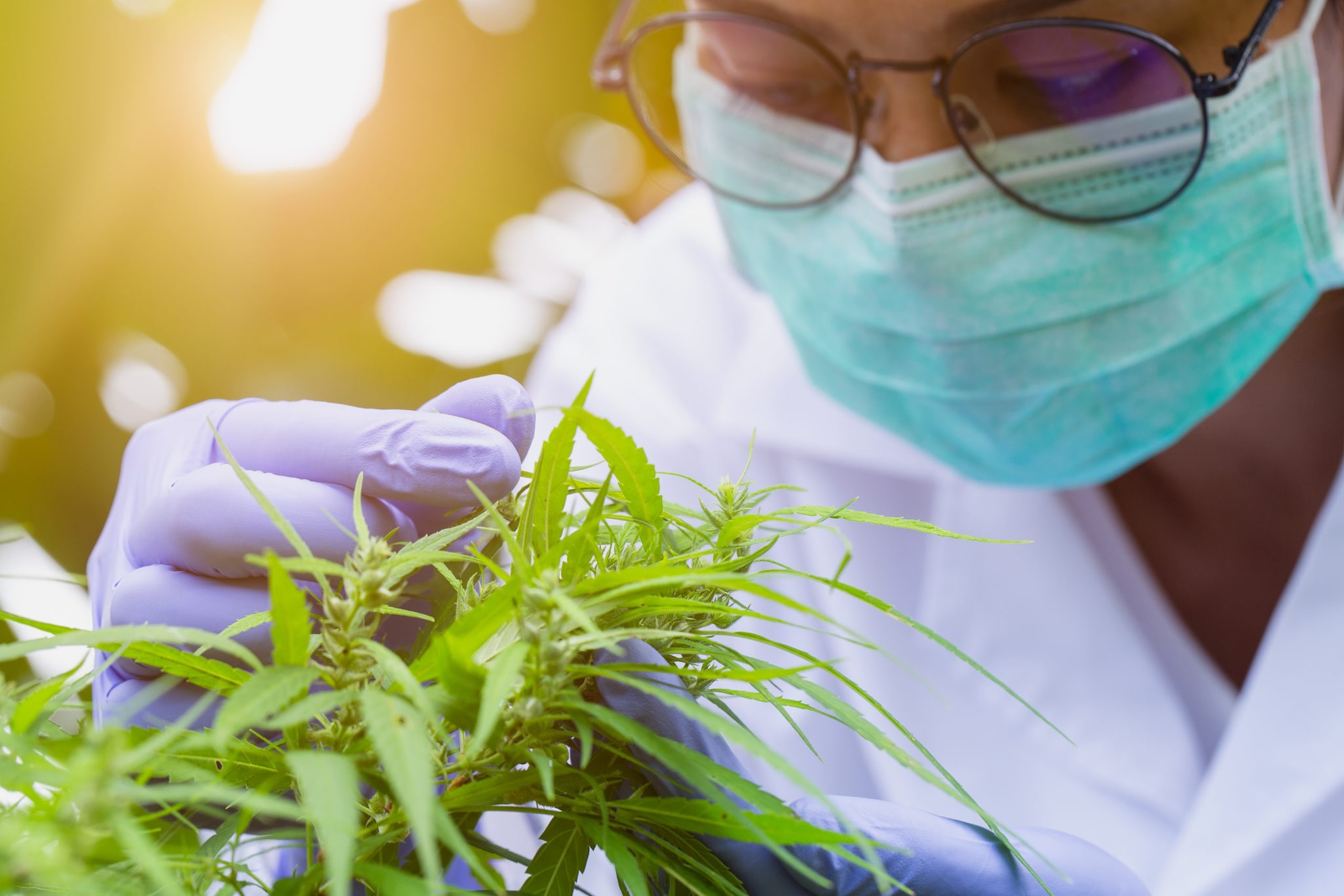 Científica o investigadora de marihuana chequeando plantas y flores en un campo de cáñamo.