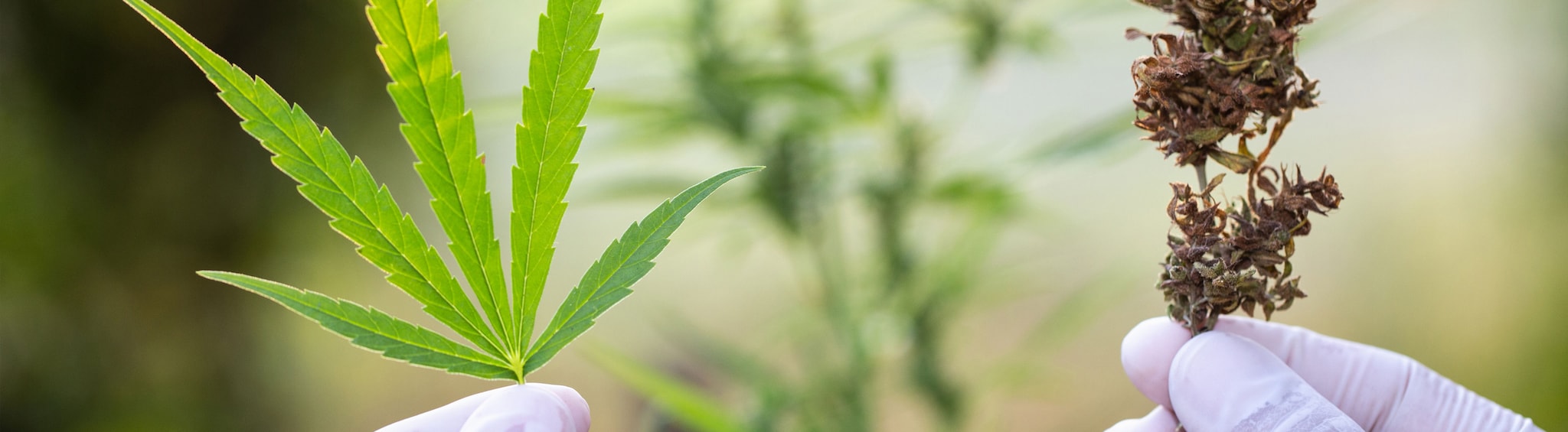 cannabis fan leaf and bud