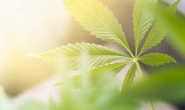 photo of a cannabis leaf
