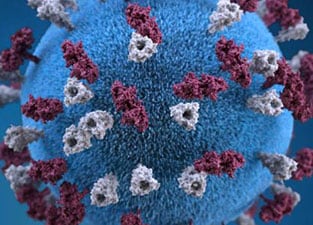 3D Illustration of a measles virus