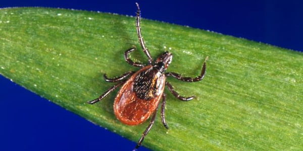 Prevention is key in fight against Lyme and other tickborne diseases