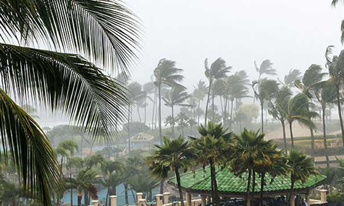 palm trees blowing in the wind