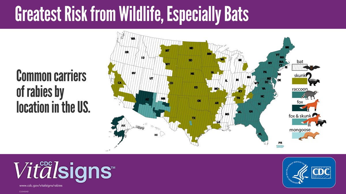 Bats Lead in U.S. Rabies Risk