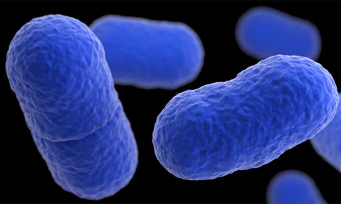 Computer-generated image of a grouping of Listeria monocytogenes bacteria