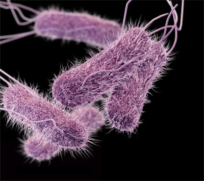 This illustration depicts a three-dimensional (3D) computer-generated image of Salmonella serotype Typhi bacteria.