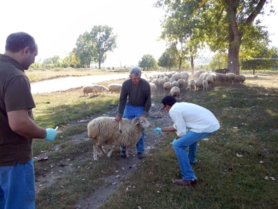 Neil Vora with sheep orthopox outbreak in Georgia (country).