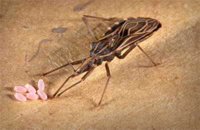 An adult triatomine, or kissing bug, with eggs. Triatomines transmit the parasite that causes Chagas disease.