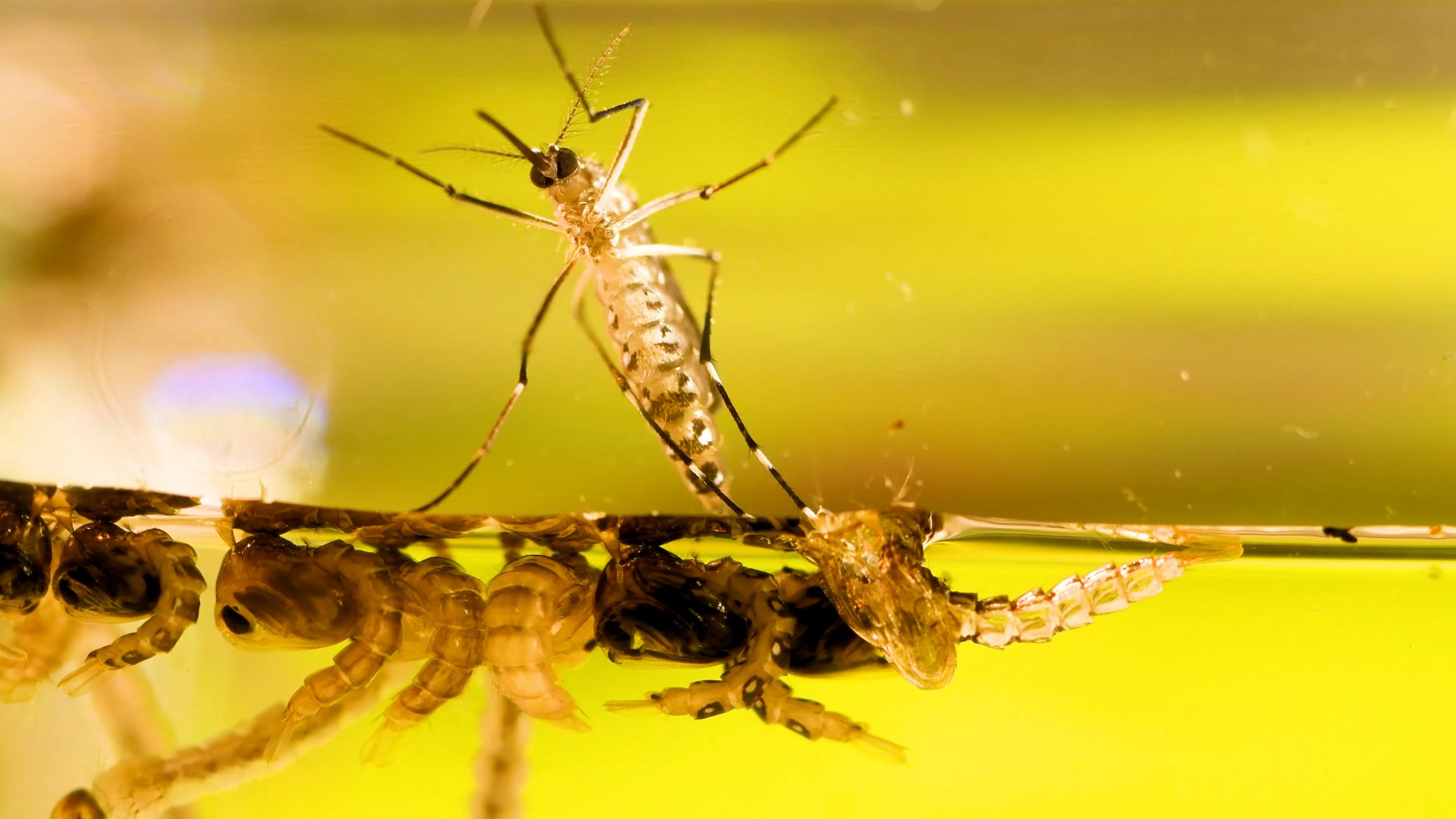 Close up photo of a mosquito