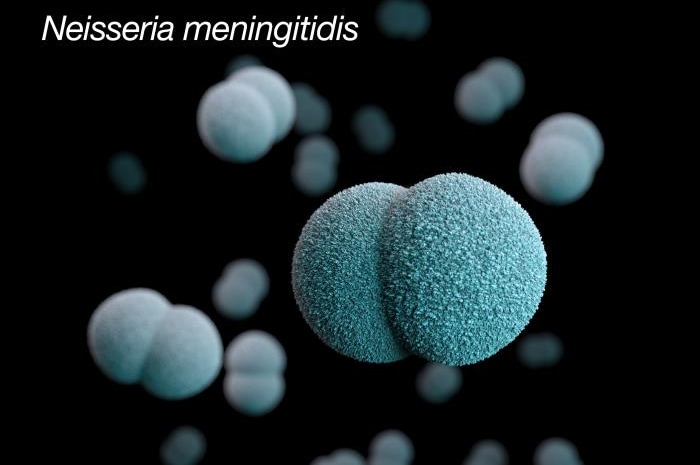 Esta ilustración muestra la imagen en tres dimensiones (3D), generada por computadora, de varias bacterias Neisseria meningitidis diplocócicas y gramnegativas.