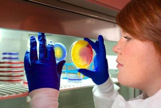 Scientist holds up growth plates and examines the growth pattern of an unknown isolate.