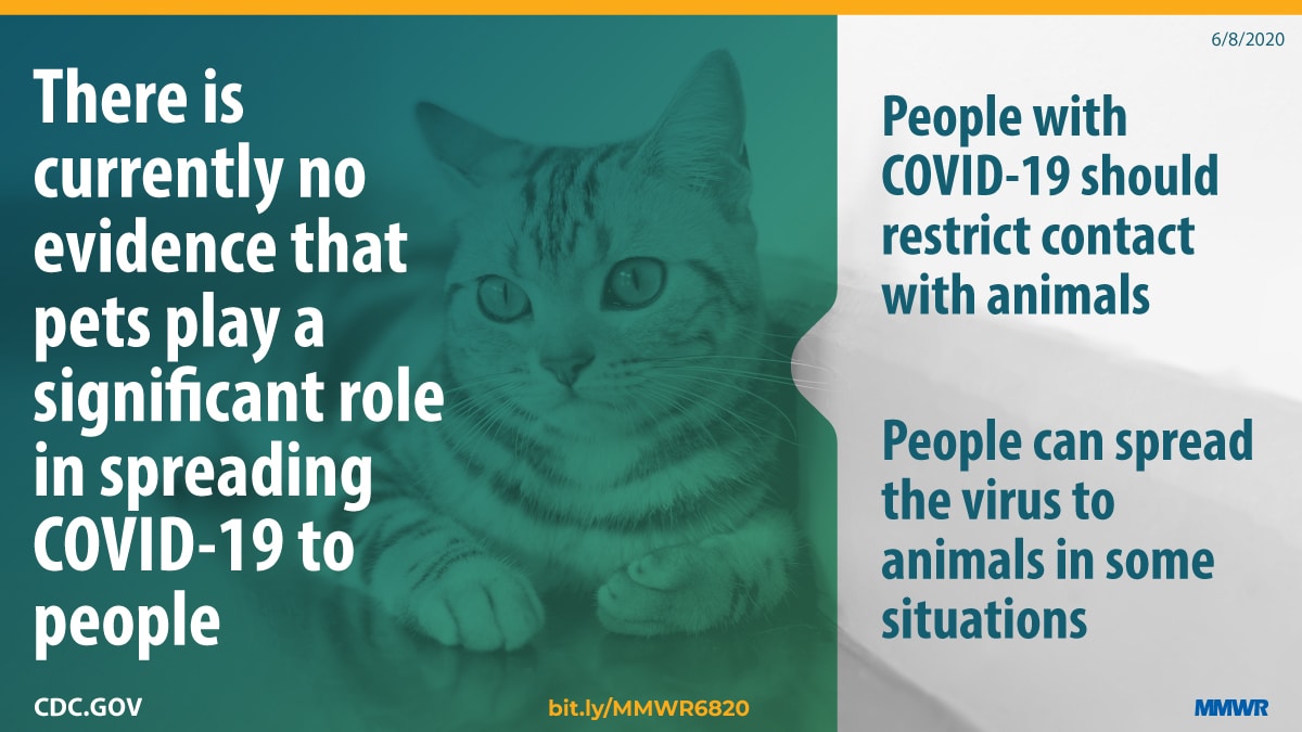 The figure shows an image of a cat with text overlay describing that there is currently no evidence that pets play a significant role in spreading COVID-19 to people.