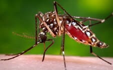 The figure above is a photograph of an Aedes aegypti mosquito on human flesh.