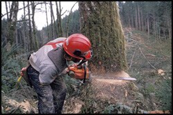 The figure above is a photograph showing a man using a chainsaw to cut down a tree.