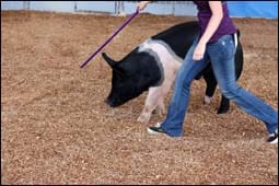 The figure above is a photograph showing a female training a pig at an agricultural fair.