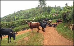 A Rift Valley Fever outbreak in Kabale District, Uganda was associated with livestock.