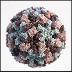The figure above is a representation of a single norovirus particle.