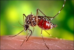 The figure above is a photograph showing an Aedes aegypti mosquito.