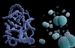 The figure is a combination of two 3D images illustrating Streptococcus pneumoniae and Neisseria meningitidis.