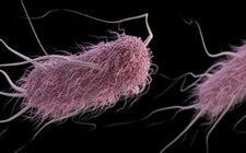  The figure above is an illustration of Escherichia coli bacteria.