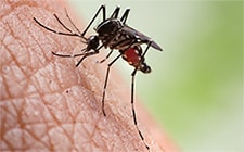 The figure above shows a mosquito perched on skin with a green background.