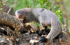 Morbidity and Mortality Weekly Report (MMWR) | MMWR