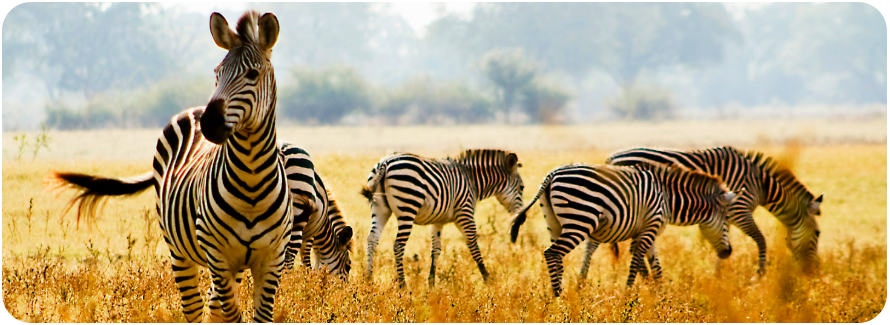The graphic includes Zebras walking around grass.