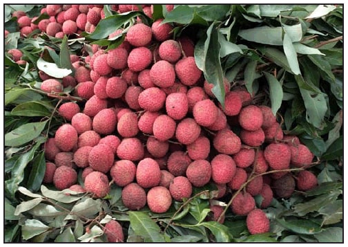 The figure is a photograph of litchi fruit in Muzaffarpur, India. An association between unexplained neurologic illness and litchi fruit has been postulated because Muzaffarpur is a litchi fruit-producing region.