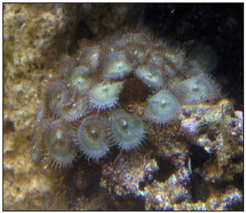 The figure above is a picture of a zoanthid colony associated with palytoxin toxicity in patients A, B, and C, collected from a home aquarium in Anchorage, Alaska, in August 2014.