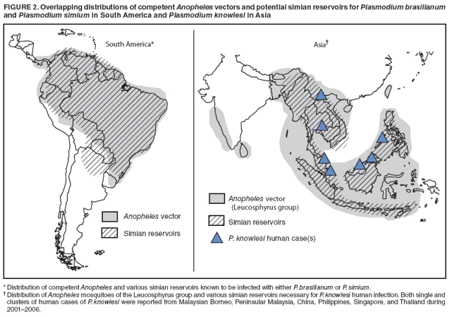 FIGURE 2. Overlapping distributions of competent Anopheles vectors and potential simian reservoirs for Plasmodium brasilianum and Plasmodium simium in South America and Plasmodium knowlesi in Asia