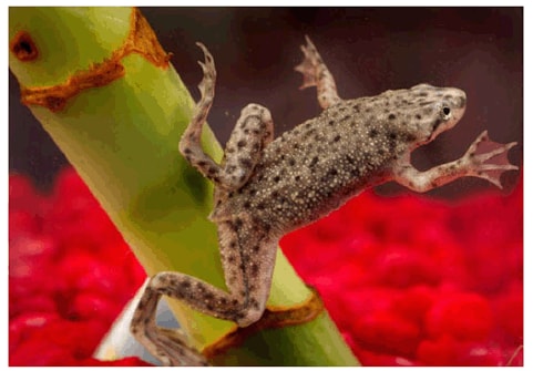The figure shows an African dwarf frog.