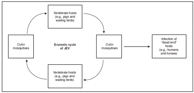 The figure shows the enzootic cycle of JEV from vertebrate hosts (e.g., pigs and wading birds) to Culex mosquitoes to vertebrate hosts to mosquitoes. Humans and horses are shown as examples of 'dead end' hosts with brief and low levels of viremia.