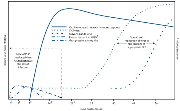 Figure 1 depicts an idealized outline of dynamics of rabies virus pathogenesis in the presence and absence of PEP-mediated immune responses. Clinical stages of rabies can progress from incubation period (5 days to >2 years: U.S. median ~35 days) to prodrome state (0-10 days) to acute neurologic period (2-7 days) to coma (5-14 days) to death. Once in tissues at the entry site, rabies virus can be neutralized by passively administered rabies immune globulin (RIG). Active immunization (vaccine) stimulates the host immune system, and, as a result, virus-neutralizing antibodies (VNA) are produced approximately 7-10 days after initiation of vaccination. By approximately day 14-28 (after administration of 4 vaccine doses), VNAs peak. In the absence of early and adequate PEP, virus enters host neurons, spreads to the central nervous system, and causes disease, with inevitably fatal consequence.
