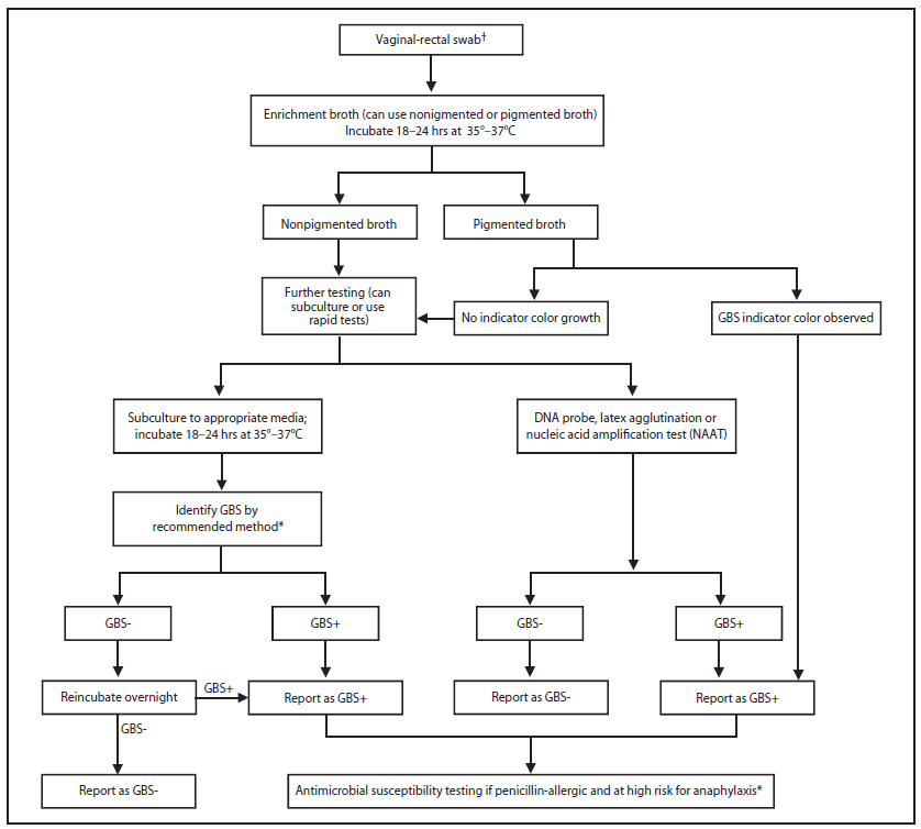 The figure presents an algorithm for laboratorians to use when testing for prenatal screening for group B streptococcal (GBS) colonization.
