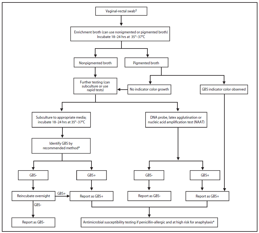 Streptococcus Identification Chart