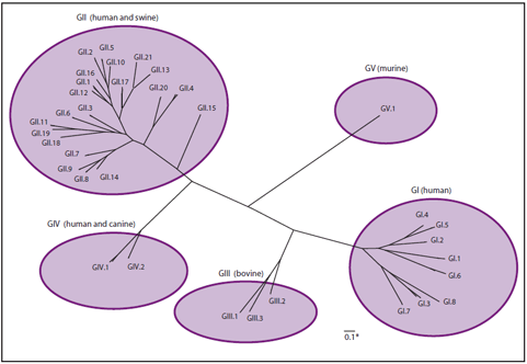 The figure illustrates the classification of noroviruses into 5 genogroups (GI-V) and 35 genotypes.