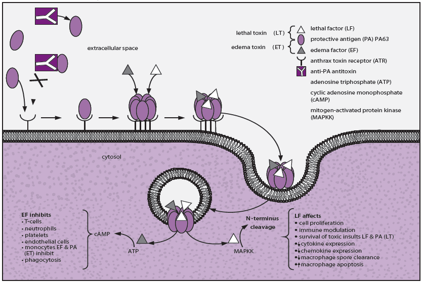 The figure shows the formation and activity of the main anthrax toxins. Bacillus anthracis has three major virulence factors: an antiphagocytic capsule and two exotoxins, edema toxin (ET) and lethal toxin (LT). Much of the morbidity and mortality observed with anthrax is attributed to the enzymatic effects of these toxins. Protective antigen (PA) combines with edema factor (EF) and lethal factor (LF) to form binary combinations of ET and LT.
