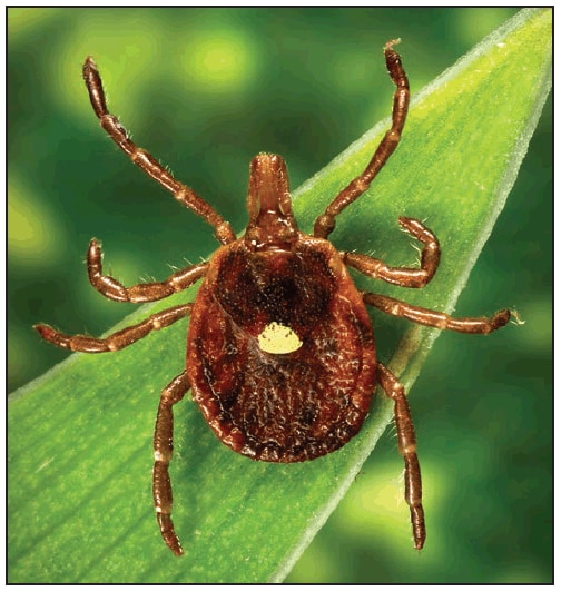 This figure is a photograph showing an adult female Amblyomma americanum (lone star tick).
