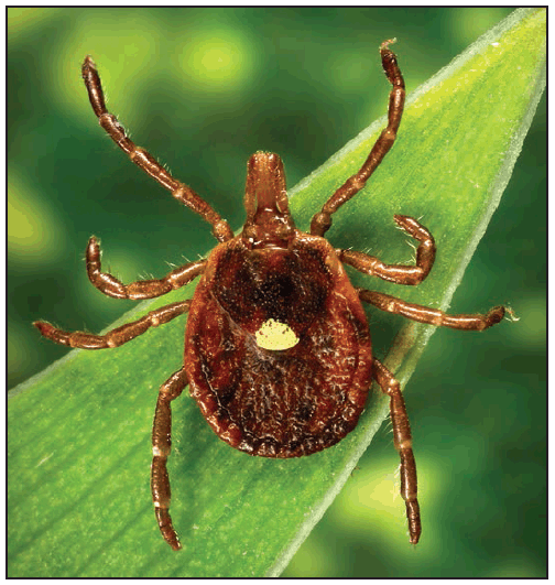 rr6502a1f12.gif This figure is a photograph showing an adult female Amblyomma americanum (lone star tick).