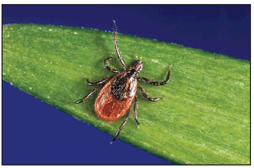 This figure is a photograph showing an adult female Ixodes scapularis (blacklegged tick).