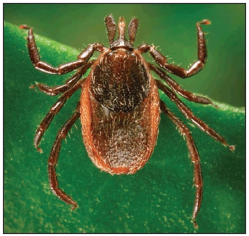 This figure is a photograph showing an adult female Ixodes pacificus (western blacklegged tick).