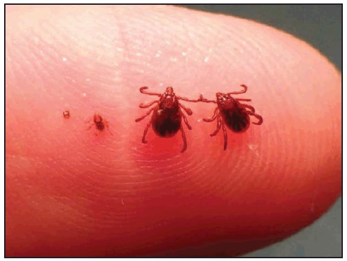 This figure is a photograph showing the sizes of the larva, nymph, and adult stages of Rhipicephalus sanguineus (brown dog tick) compared with a human finger.