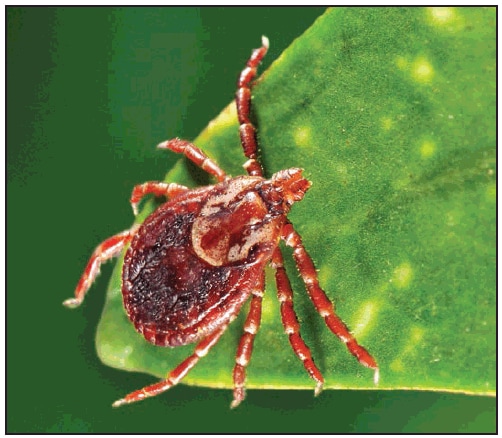 This figure is a photograph showing an adult female Dermacentor variabilis (American dog tick).