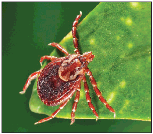 rr6502a1f2.gif This figure is a photograph showing an adult female Dermacentor variabilis (American dog tick).