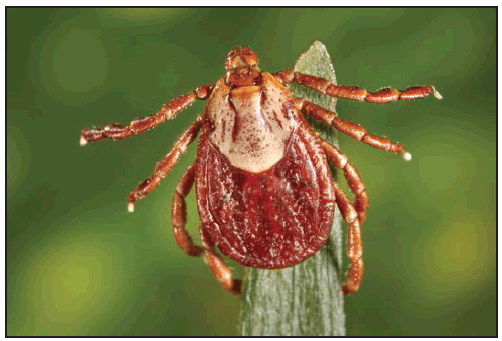 rr6502a1f4.gif This figure is a photograph showing an adult female Dermacentor andersoni (Rocky Mountain wood tick).
