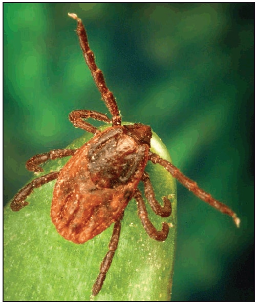 This figure is a photograph showing an adult female Rhipicephalus sanguineus (brown dog tick).