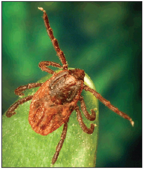 rr6502a1f6.gif This figure is a photograph showing an adult female Rhipicephalus sanguineus (brown dog tick).