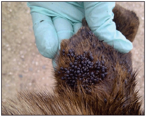 This figure is a photograph showing a dog infested with Rhipicephalus sanguineus ticks.