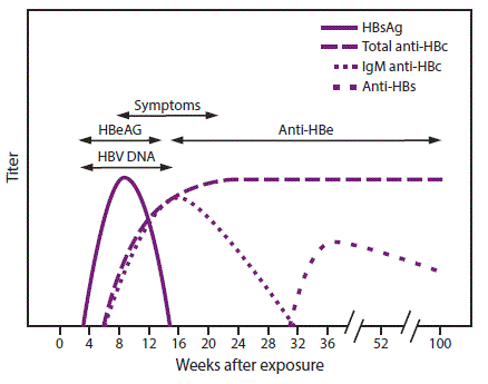 The figure above shows the relative levels of HBV serologic markers over time for acute hepatitis B infection with recovery. After infection, the first markers to become detectable are HBsAg and IgM anti-HBc, which appear within 1 to 2 months and are present when symptoms appear. During resolution, IgM anti-HBc is replaced by IgG anti-HBc, and anti-HBs develops.HBeAg is detectable during acute infection and reflects viral replication; during resolution, anti-HBe replaces HBeAg.  Elevated HBV DNA is correlated with HBeAg detection.