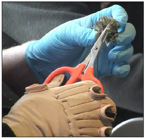 The figure above shows an employee holding scissors at a trim station for the final stage of flower hand trimming. The employee is wearing a CyberGlove on the right hand and a latex glove on the left hand.